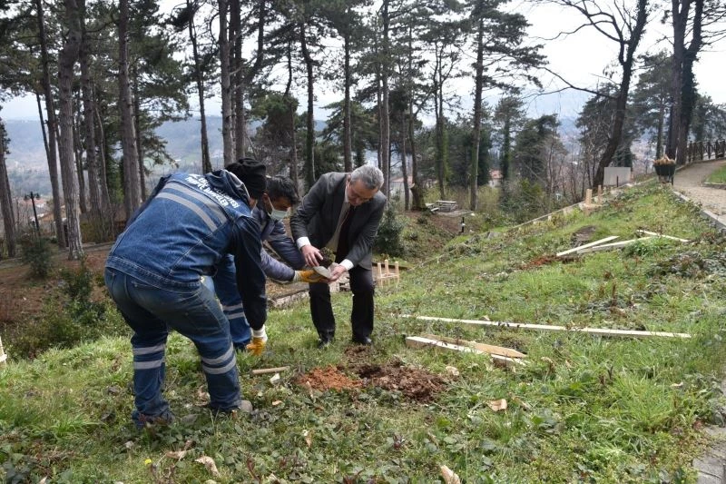 Belediye, Kestaneci’ye kestane fidanı dikti
