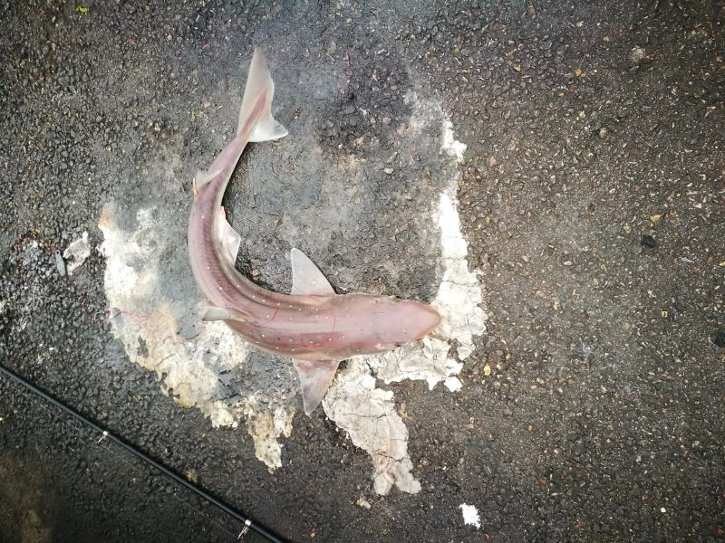 İzmit Körfezi’nde balıkçı oltasına camgöz köpekbalığı takıldı
