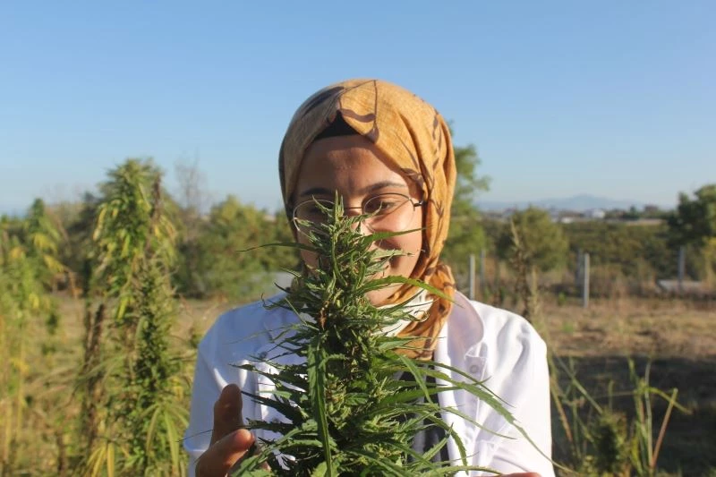 Türkiye’nin ilk tescilli endüstriyel kenevir tohumu 