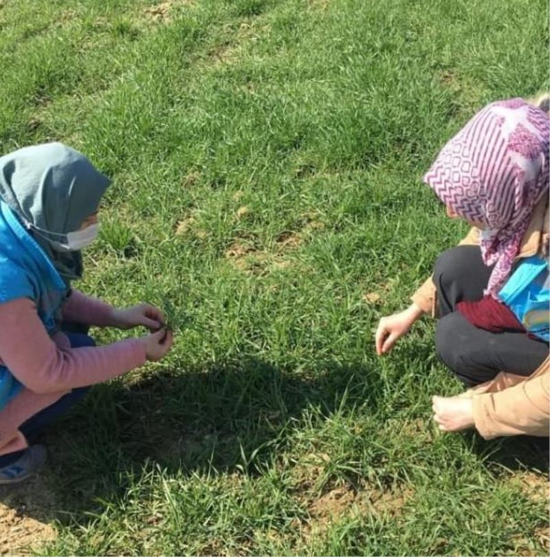 Hisarcık’ta hububat ekili alanlarda fenolojik gözlem
