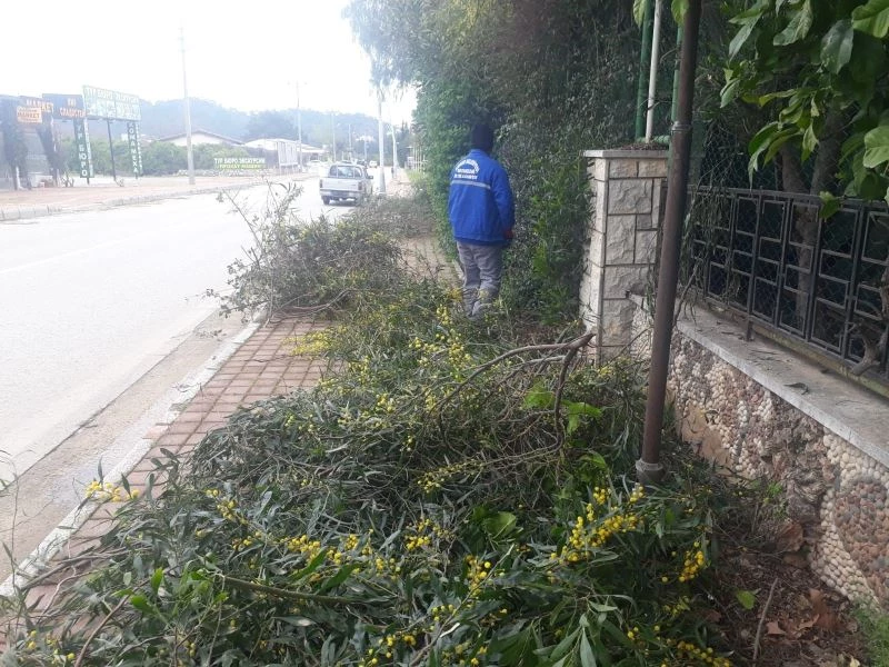 Sökülen ağaçlar deplase edilerek eski yerlerine dikiliyor
