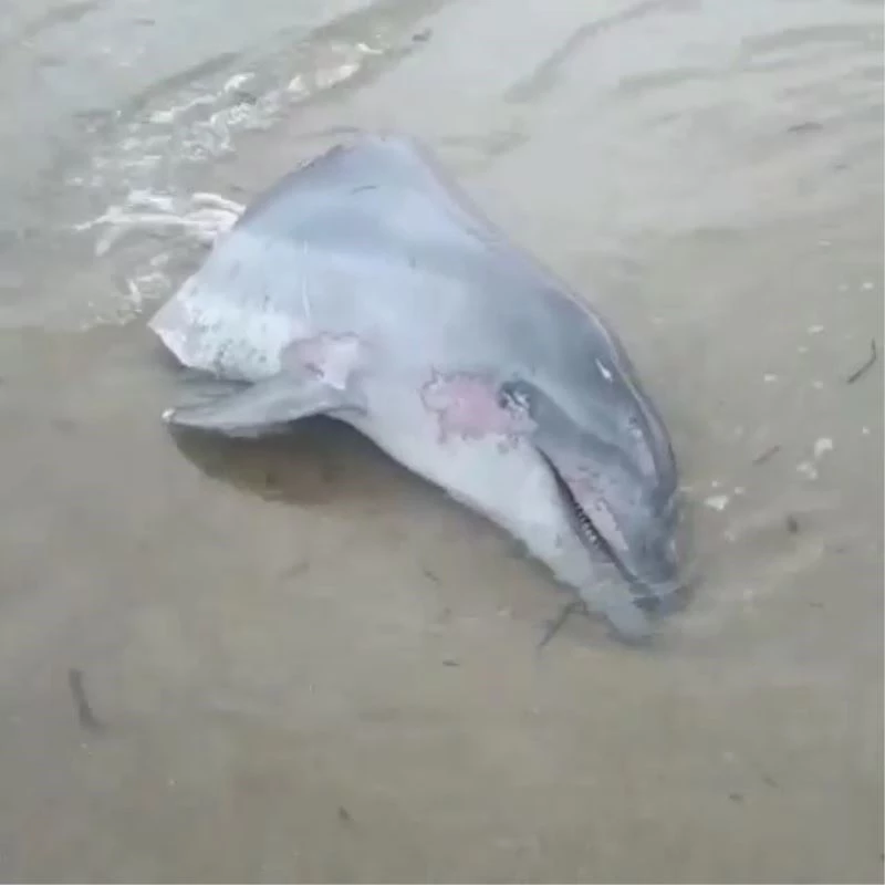 Gövdesi kesilmiş yunus başı sahile vurdu
