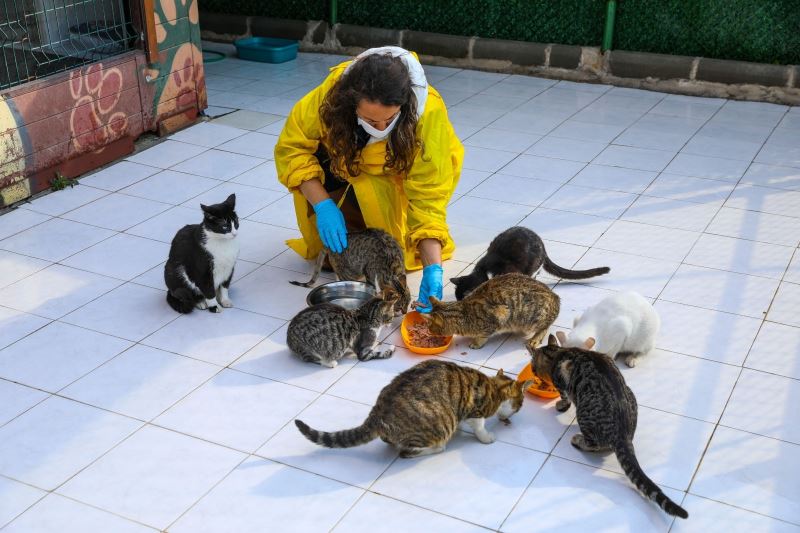 Buca’da engelli kedilere 5 yıldızlı hizmet
