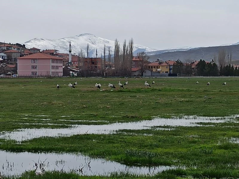 Leylekler göç yolunda Mahmut köyünde konakladı
