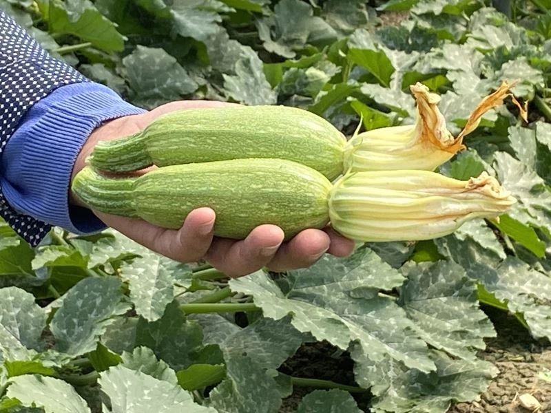 Avrupa’nın mini kabağı Aksu’dan gidiyor
