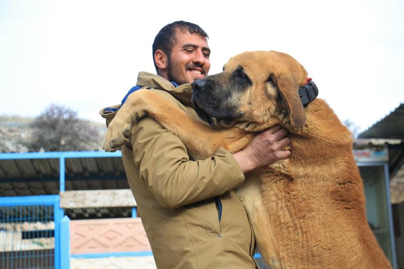 Hobisini işe dönüştüren vatandaş insan boyunda çoban köpekleriyle çiftlik kurdu
