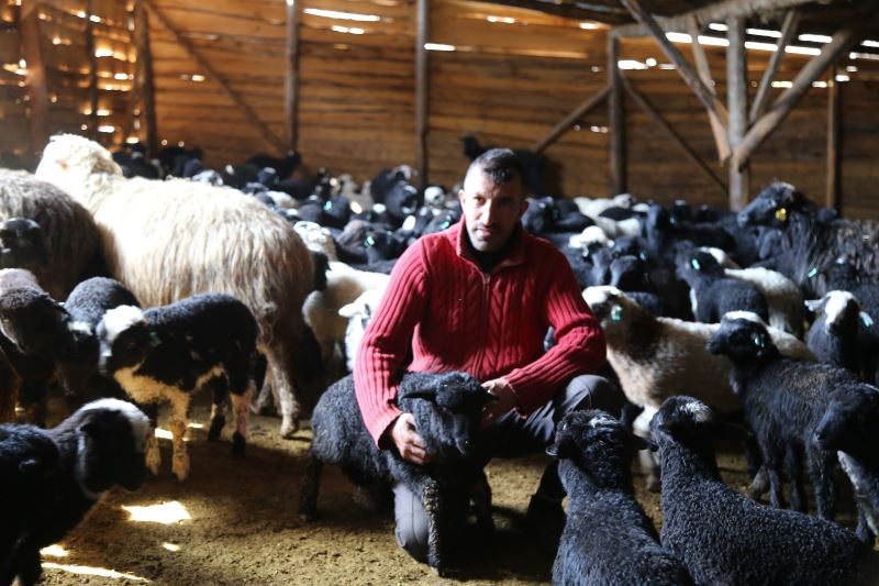 Artvinli küçükbaş üreticileri ‘Hemşin’ ırkından vazgeçmiyor
