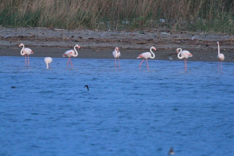 Flamingoların fırtına molası
