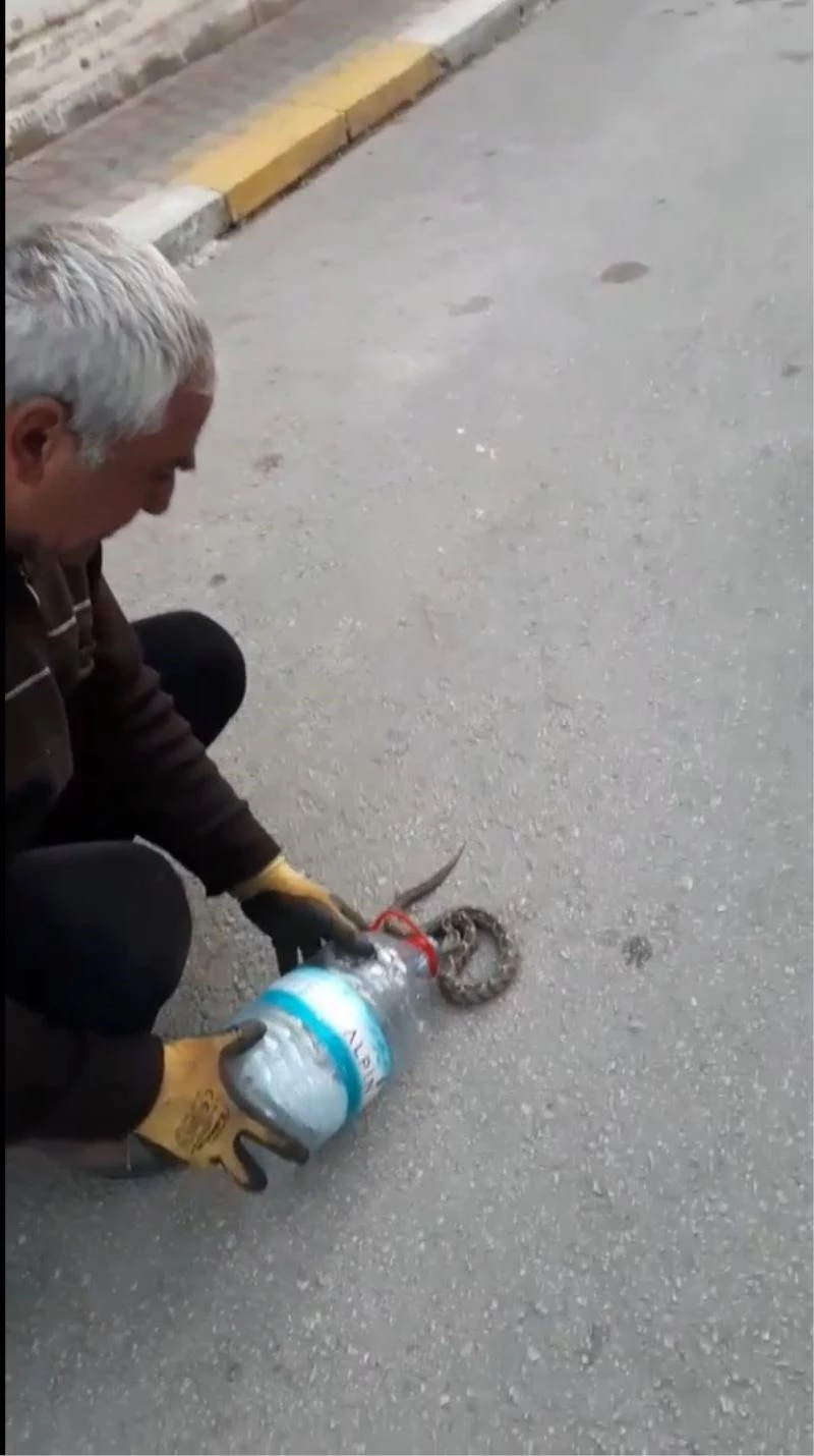 Sokakta gördükleri zehirli engerek yılanını elleriyle yakalayıp bidona soktular
