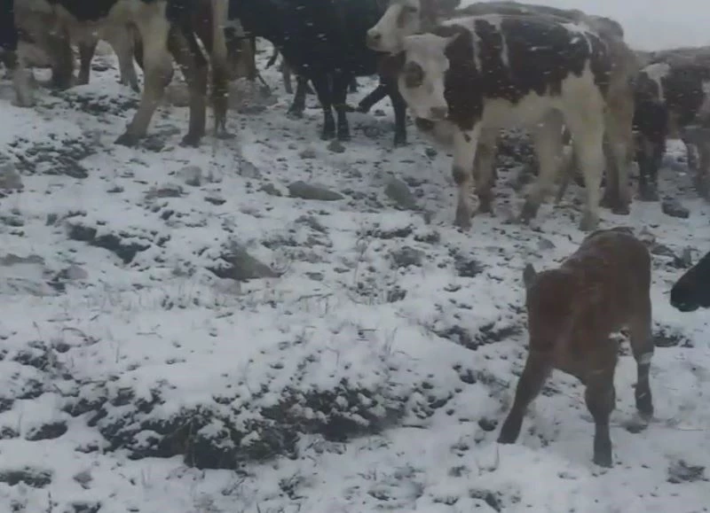 Yaylacılar yoğun kar yağışında mahsur kaldı
