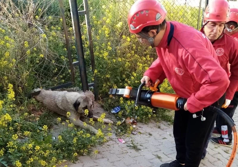 Demir korkuluk ile duvar arasına sıkışan köpek kurtarıldı
