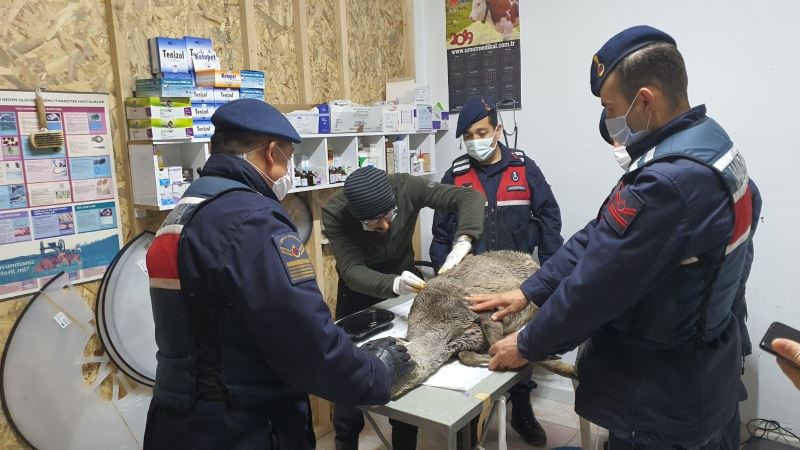 Çaya düşen karacayı gören jandarma düşünmeden suya atladı
