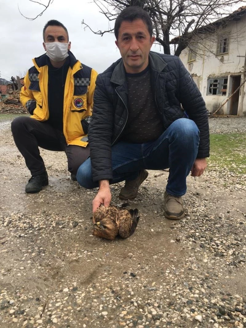 Elektrik teline takılıp yaralanan doğan tedavi altına alındı
