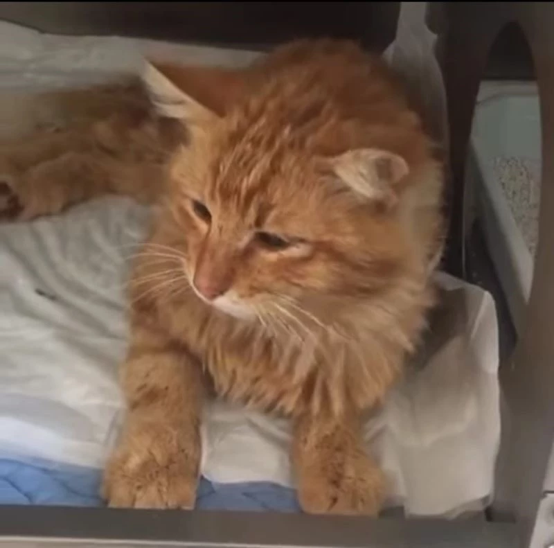 Bodrum’da kediyi kurşunladılar
