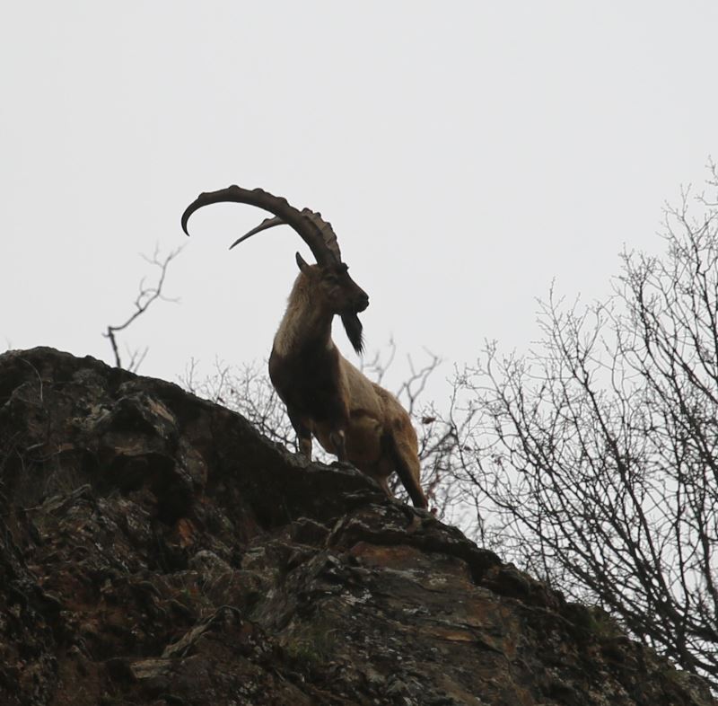 Tunceli’de dağ keçisi av ihaleleri iptal edildi
