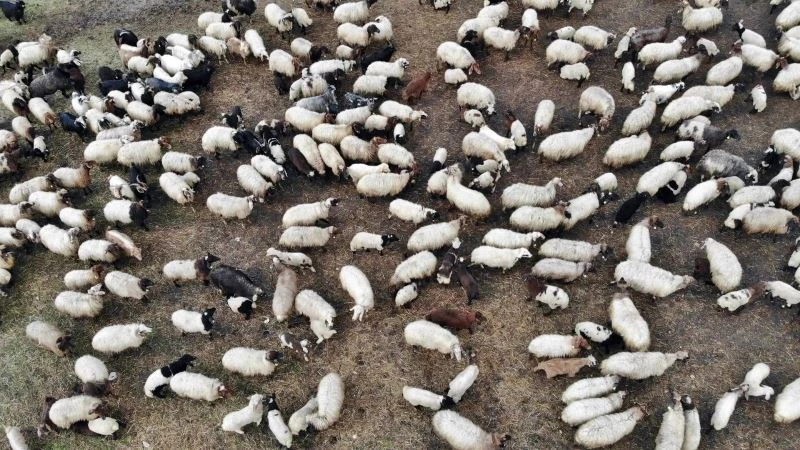 Kuzuların anneleriyle buluşması renkli görüntüler oluşturuyor
