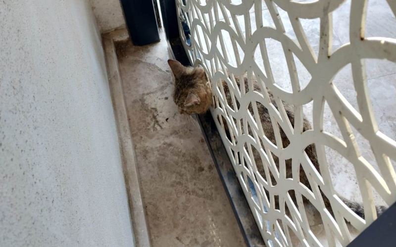 Kafası kapıya sıkışan kedi kurtarıldı

