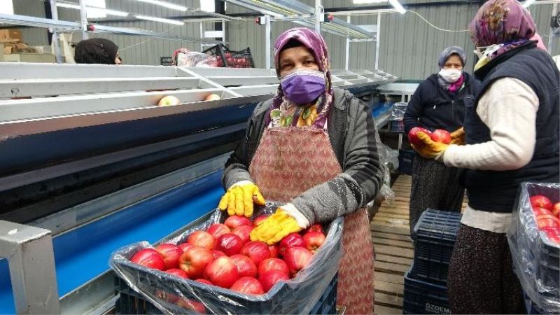 Isparta’da elma ihracatı 4 kat arttı
