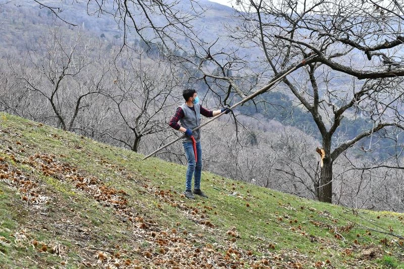 Kestane ağaçları iyileşiyor
