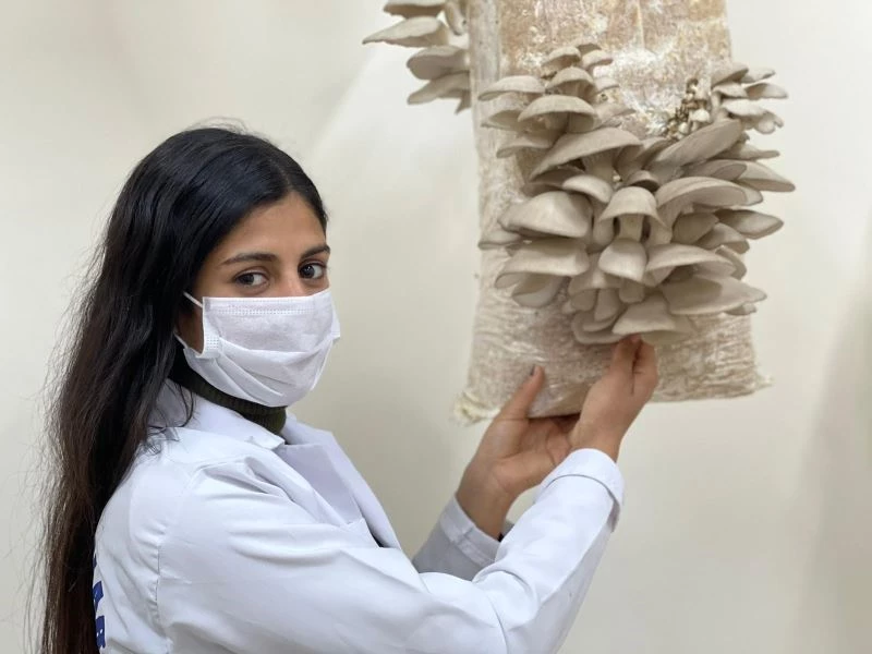 (Özel) Öğrenciler ürettikleri istiridye mantarlarının hasadına başladı
