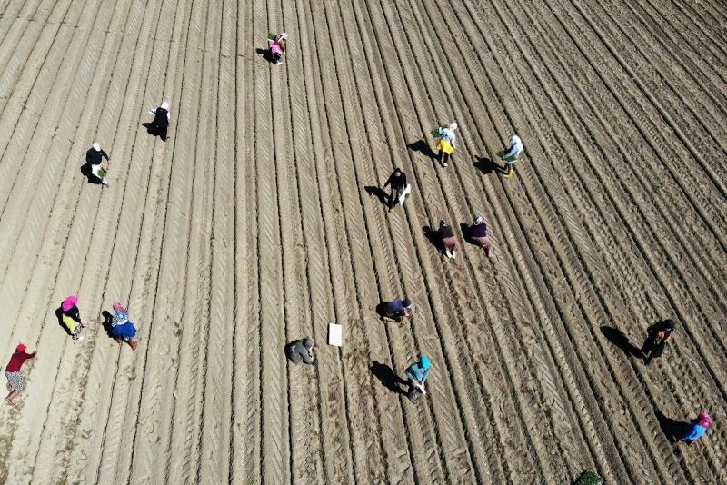 Menderes Ovası domates fidelerine kucak açtı
