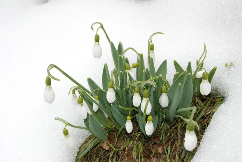 Torosların gelinliği kardelenler karların arasından yüzünü gösterdi
