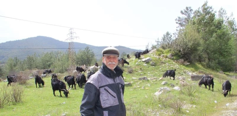 Çobanlık ‘parası çok hanımı yok’ mesleği oldu
