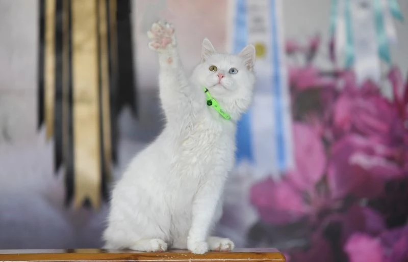 Bu da astronot Kate Rubins’in Van kedisi
