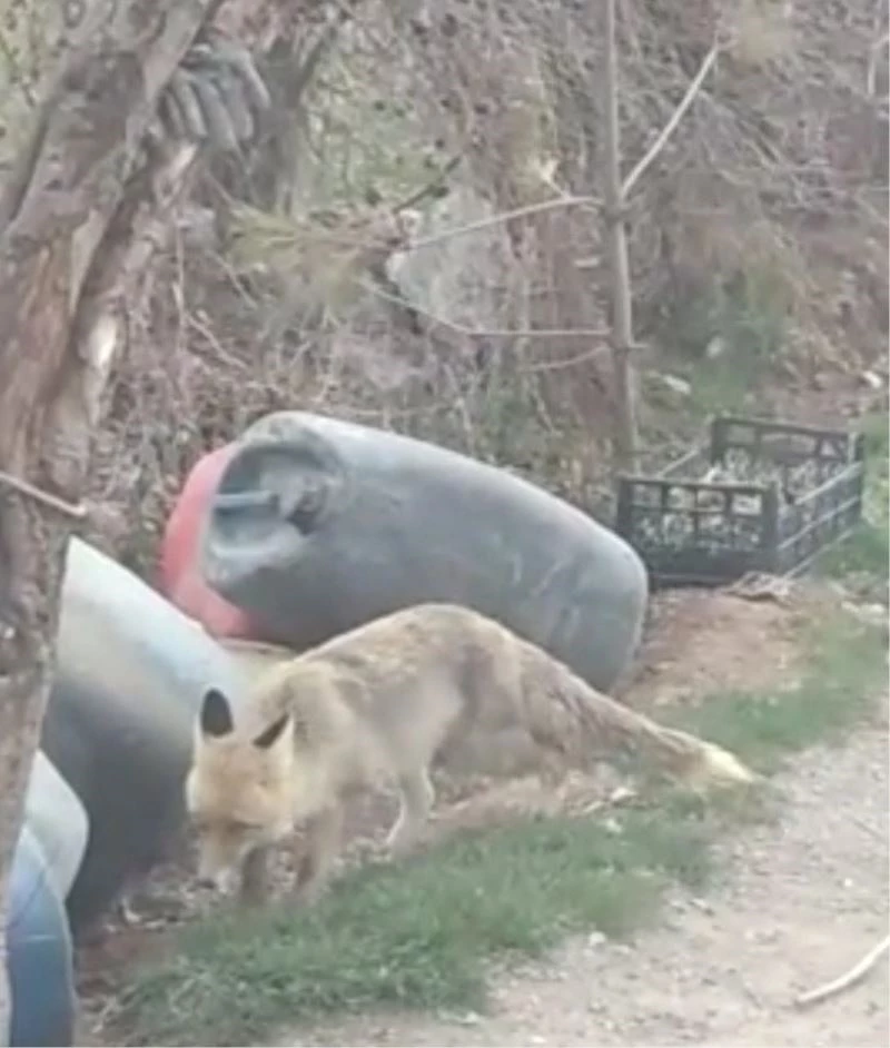 Köylülerin tilkilerle başı dertte
