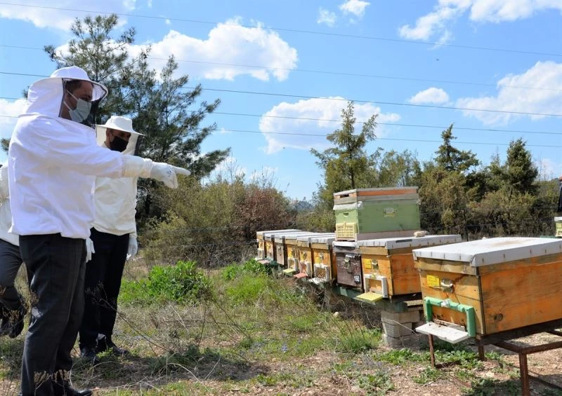 ’Varroa’ hastalığına karşı ilaç dağıtımı ve uygulama etkinliği

