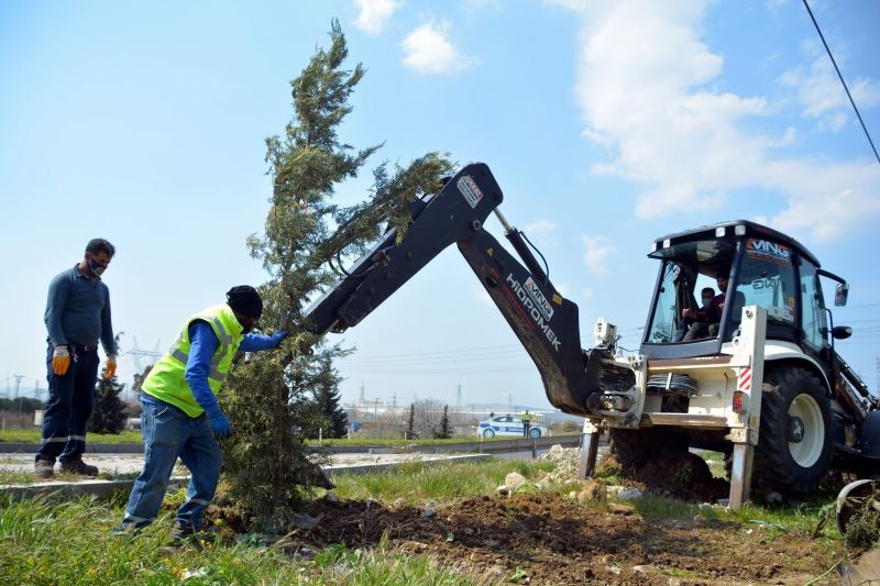 Helvacı’dan Yeni Şakran’a kadar yol kenarları ağaçlandırılıyor
