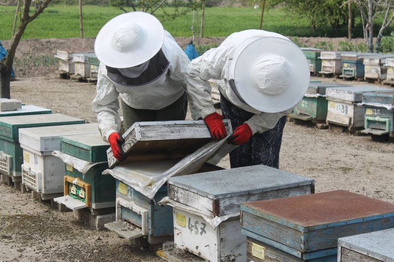 Manyas’ta arılar zehirli kimyasal atık su yüzünden telef oldu
