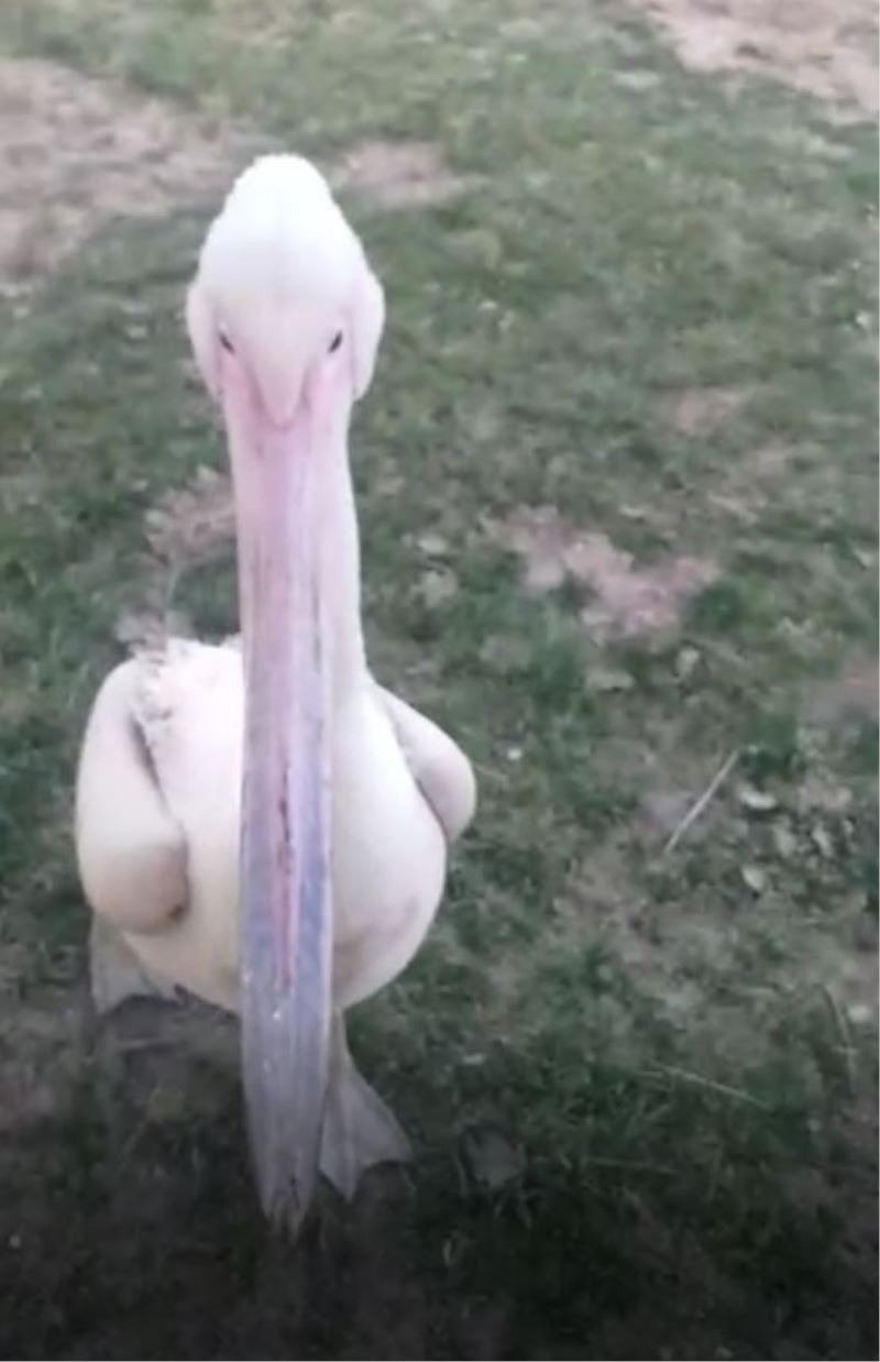 Yaralı bulunan pelikan tedavi altına alındı
