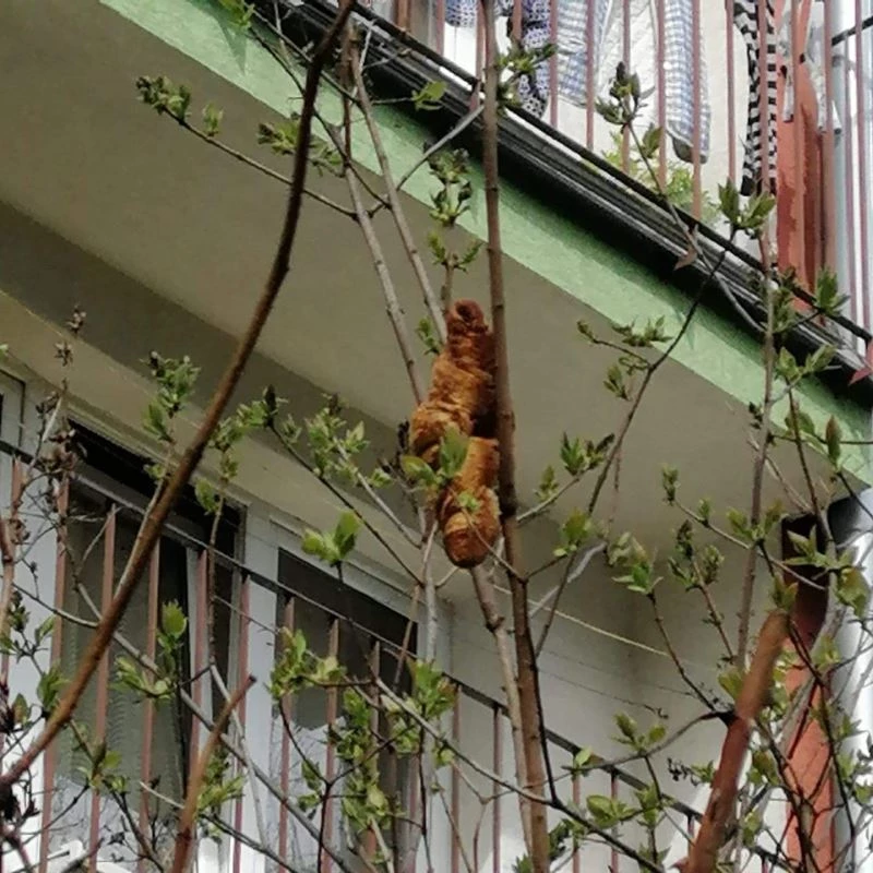 Ağaçta “iguana” olduğu sanılan nesne “kruvasan” çıktı
