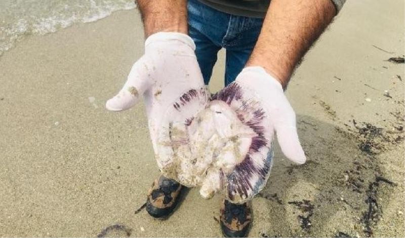Kuşadası’nda ölü denizanaları sahile vurdu
