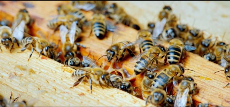 Anadolu bal arısının genetik haritası çıkarılacak
