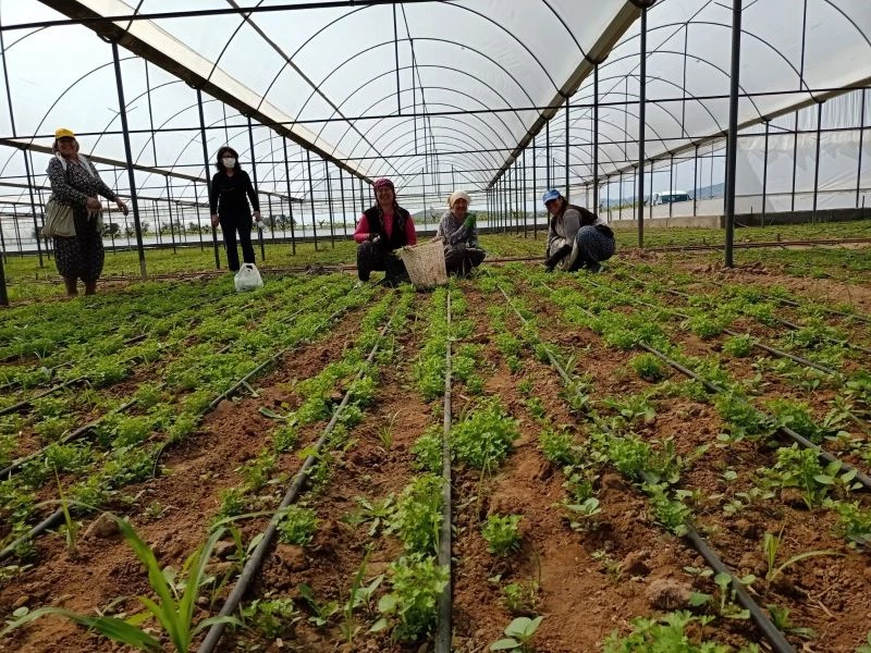 Denizli’de sera alanları ve ürün çeşitliliği artış gösterdi
