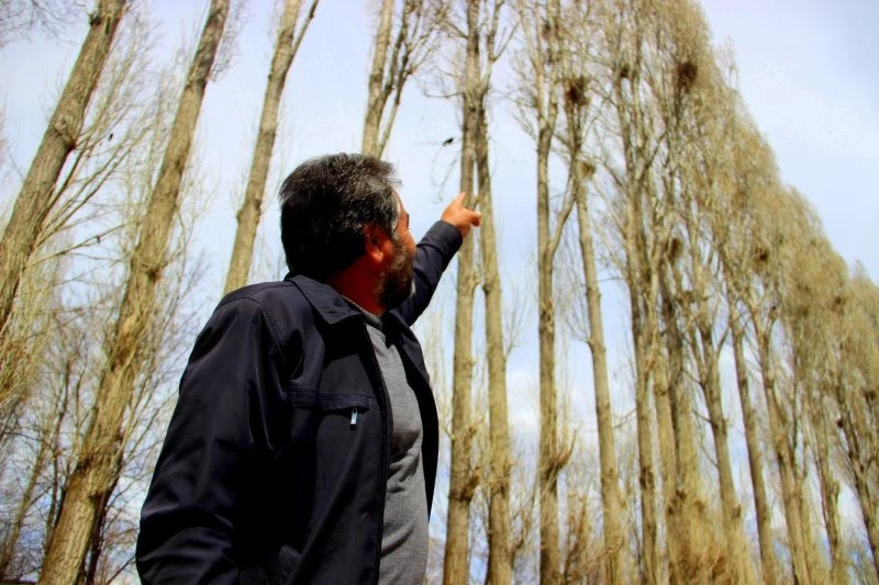 İstilacı kargalar köylülerin çilesi oldu
