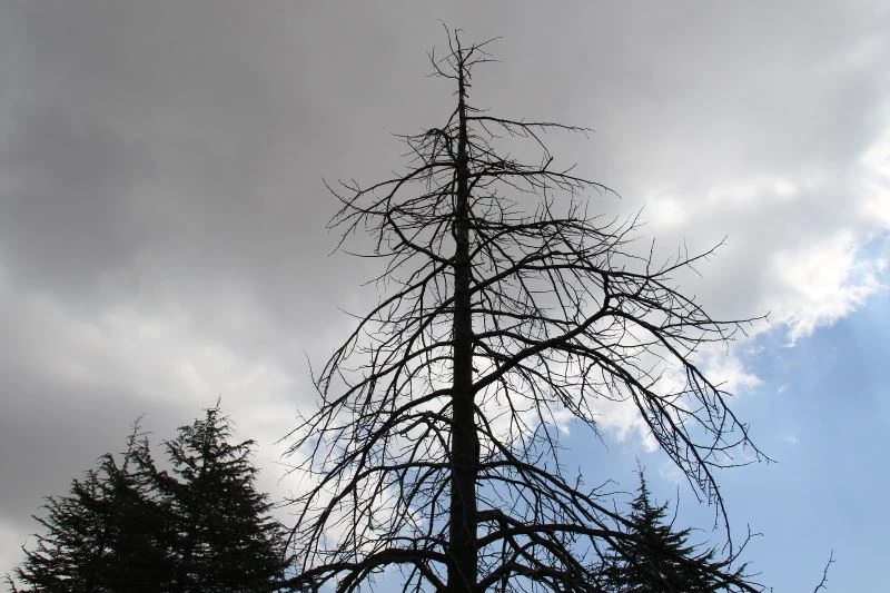 Kuzey Amerika kökenli istilacı böcek, Doğa Anadolu’ya giriş yaptı
