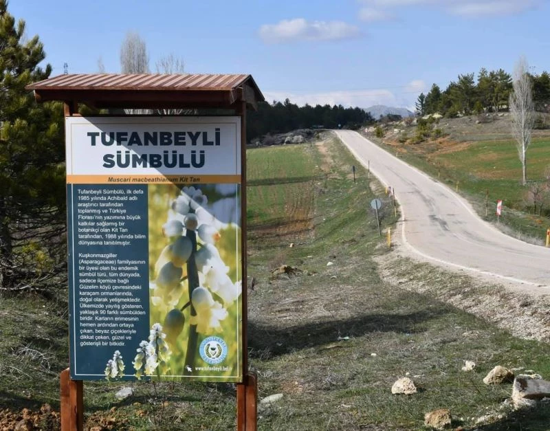 Tufanbeyli’nin sembolü olan sümbül için ilçede tanıtım billboardları yapıldı
