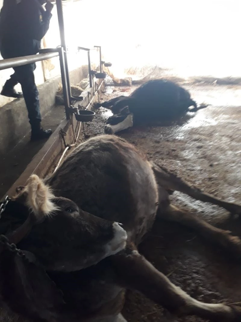 Elektriğe kapılan 9 hayvan telef oldu
