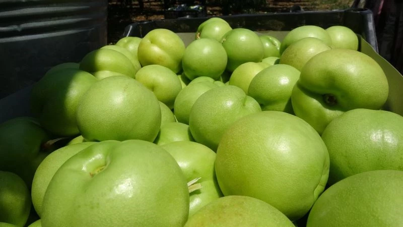 Bayramiç Beyazı, Avrupa Birliği coğrafi işaret tesciline kavuştu
