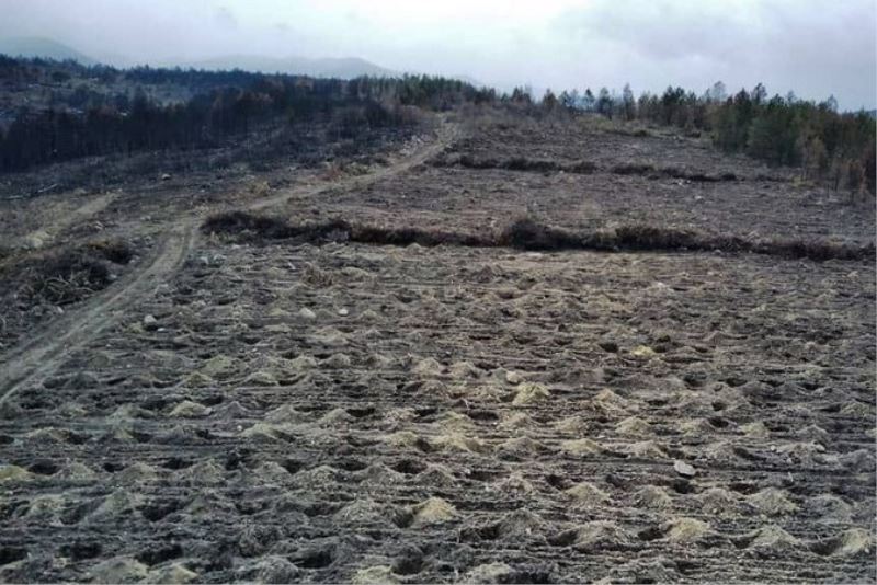 Bolu’da, yangında zarar gören 136 hektarlık alan ağaçlandırılacak

