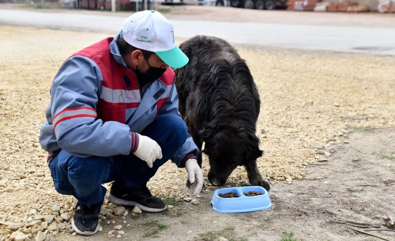 Sokaktaki canlar unutulmuyor
