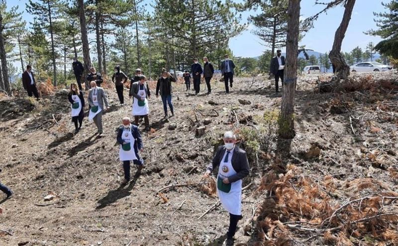 Aslanapa’da karaçam tohumları toprakla buluştu
