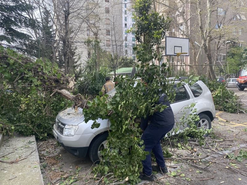 Kadıköy’de park halindeki otomobillerin üzerine ağaç devrildi
