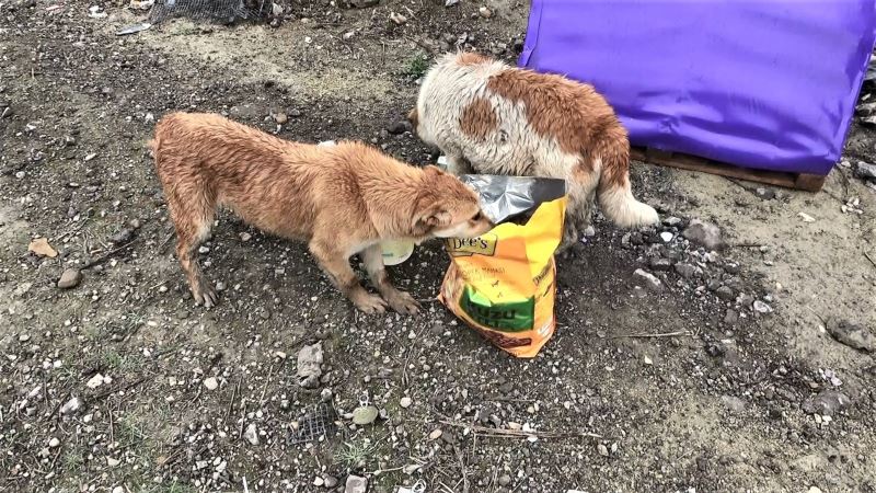 Sahipsiz sokak hayvanlarına mama yetiştirmekte zorlanıyorlar
