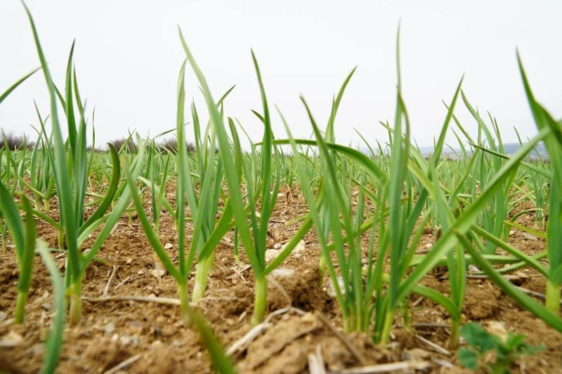 Dünyaca ünlü Taşköprü sarımsağı, AB’de coğrafi işaretle tescillendi
