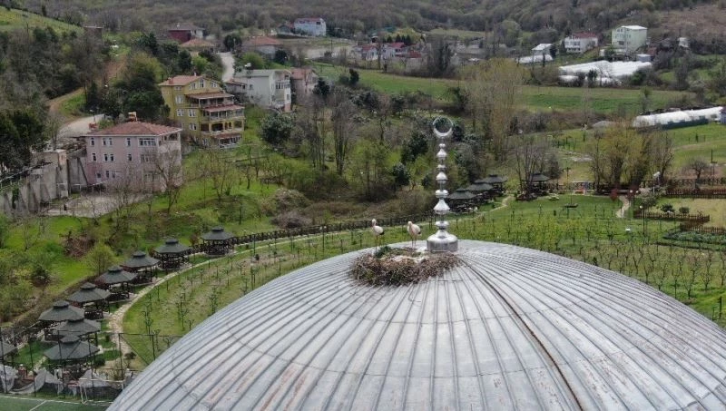(Özel) Beykoz’da leylekler 6 yıldır aynı caminin kubbesine yuva yapıyor
