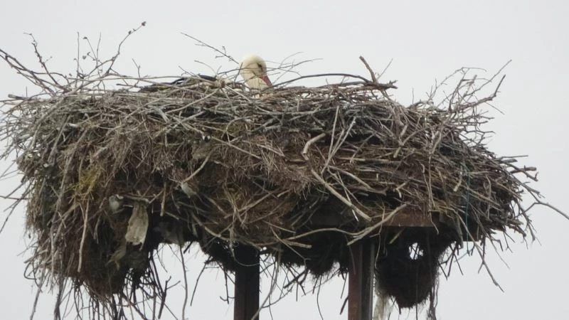 Samsun’da elektrik direğinde 31 yıllık leylek yuvası
